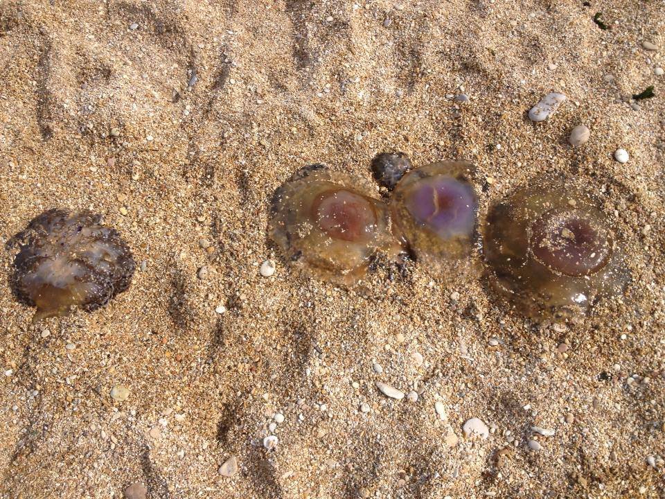 Super Meduse A Porto Recanati Spiagge Invase Dalle