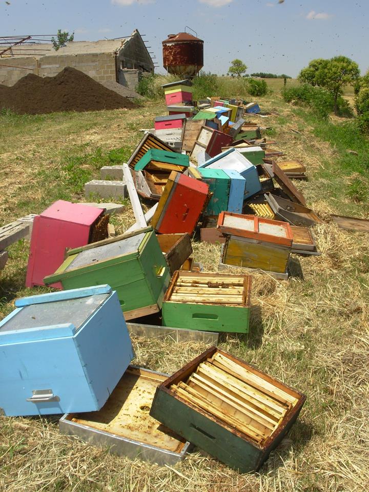 Strage di api: in migliaia sterminate dai vandali