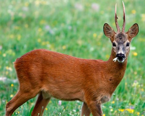 Investe capriolo a due passi da Macerata, "Che paura ...