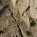 faglia