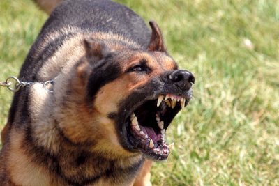 Risultati immagini per cani feroci