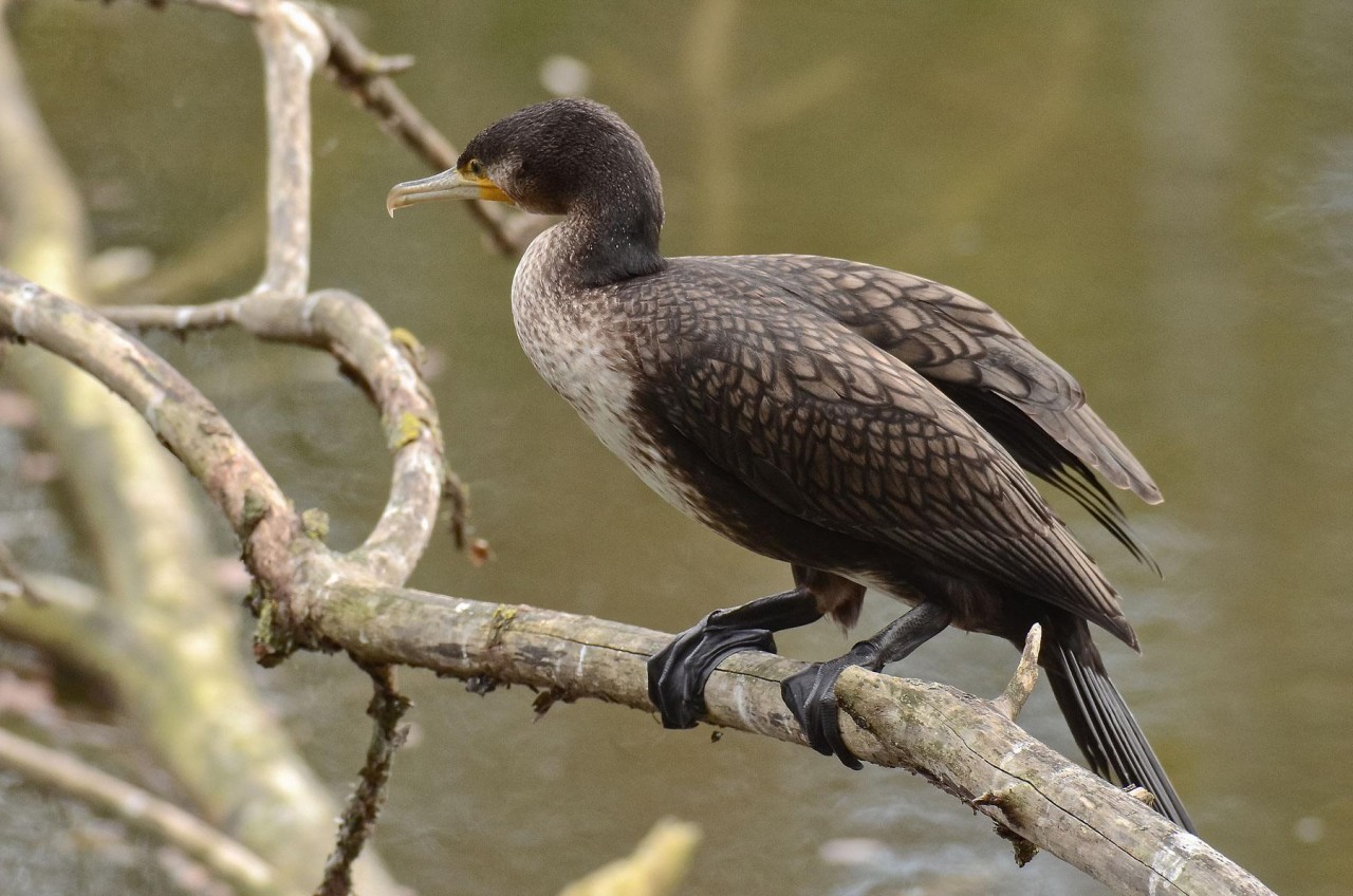 Kindale Mosche Da Pesca Olografiche Rosse &ndash; Cormorant &ndash; Scegli La Misura