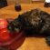 gatto_camerino