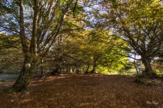 canfaito-foliage-5-325x217