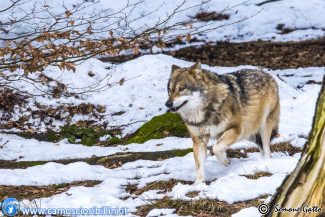 ciaspolata-lupi-1-325x217