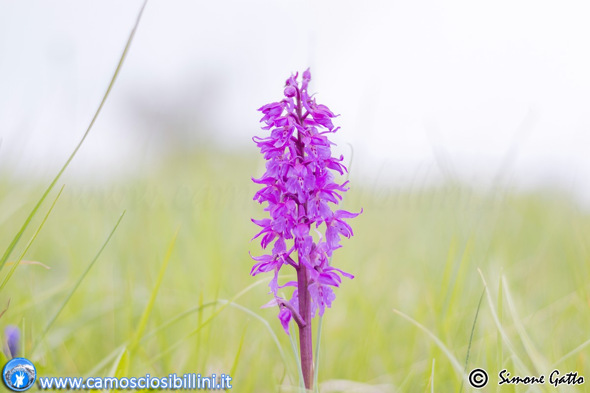 Narcisi Orchidee E Ranuncoli Sui Piani Di Ragnolo Cronache Maceratesi