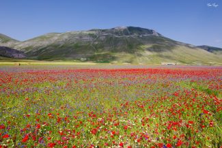 fioritura-castelluccio-matteo-mazzoni-16-325x217