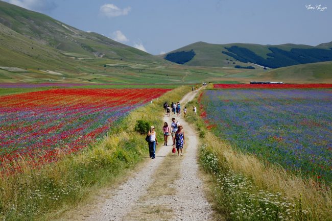 fioritura-castelluccio-matteo-mazzoni-3-650x433