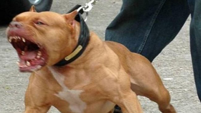 Persone Attaccate Da Pitbull.Pitbull Aggredisce Altro Cane E Proprietaria Cronache Maceratesi