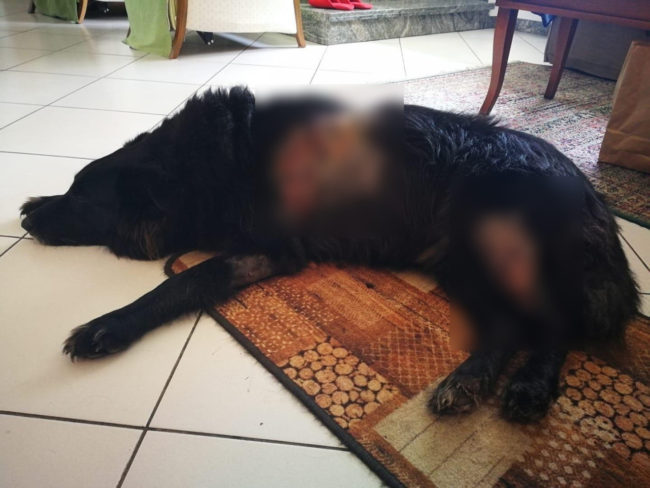 Persone Attaccate Da Pitbull.A Passeggio Col Cane Aggrediti Da Due Pitbull Cronache Maceratesi