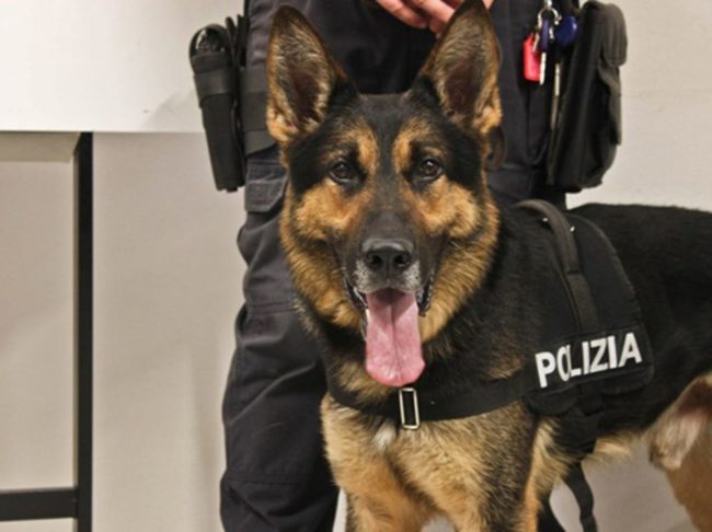 cane antidroga polizia cinofili
