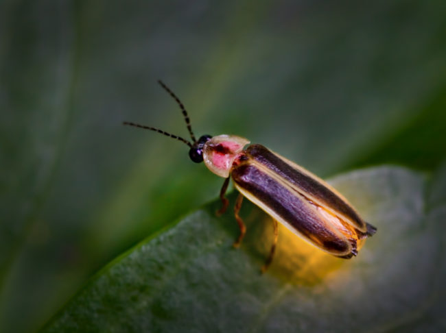 lucciolata