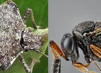 vespa-samurai-cimice-asiatica