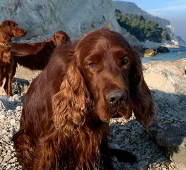foto-cane
