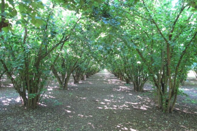 noccioleto_cooperativa_montesanto