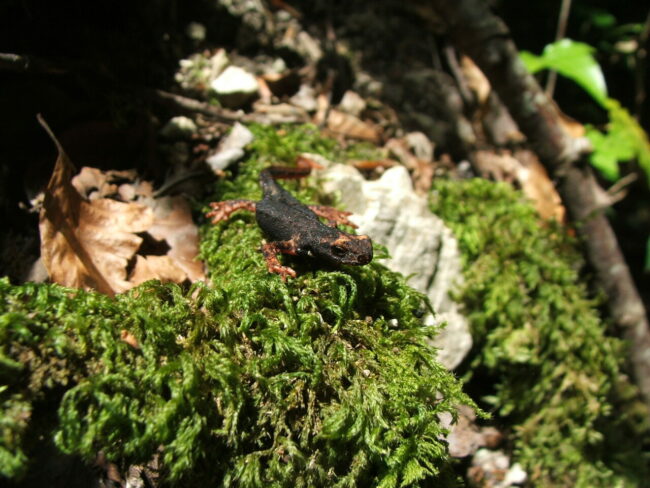 salamandrina