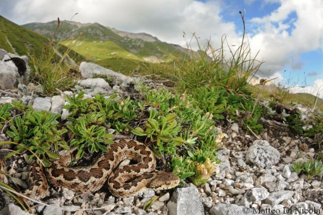 vipera-Orsini
