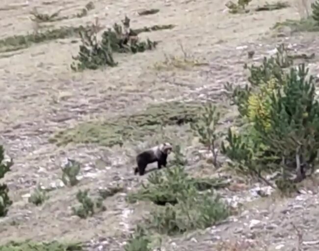 orso-2-650x512