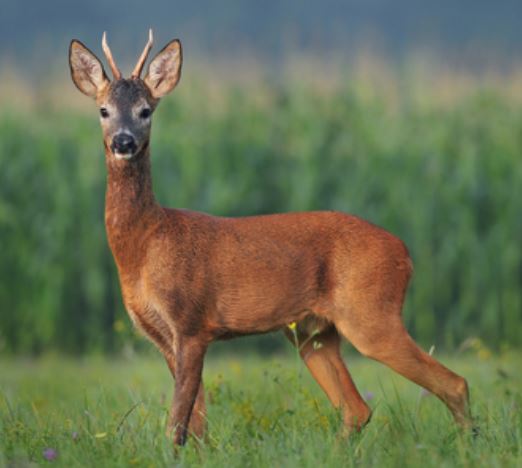 capriolo