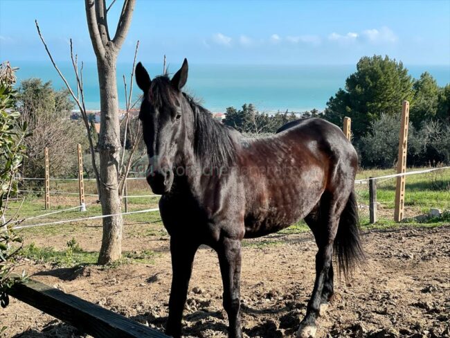 cristian-moroni-giro-italia-a-cavallo-6-650x488