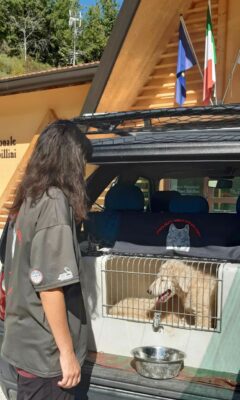 cuccioli_pastore_abruzzese