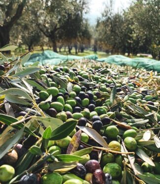 olive-marche