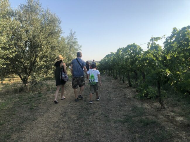 vigna-oliveto-passeggiata