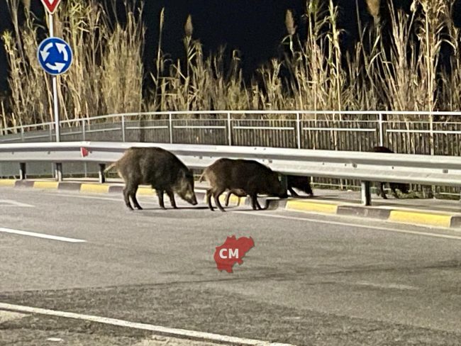 cinghiali-macerata1-650x488