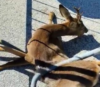 capriolo-civitanova-1-e1715504385419-325x282