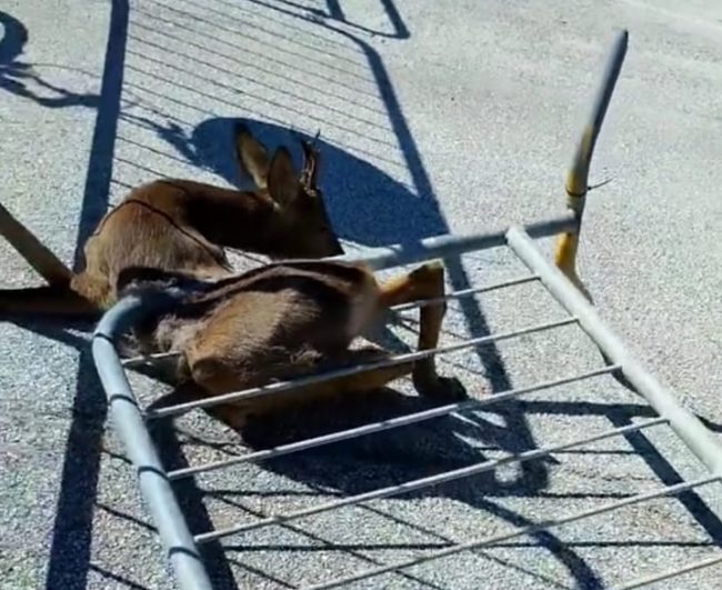 capriolo-civitanova-2-e1715504395220-650x531