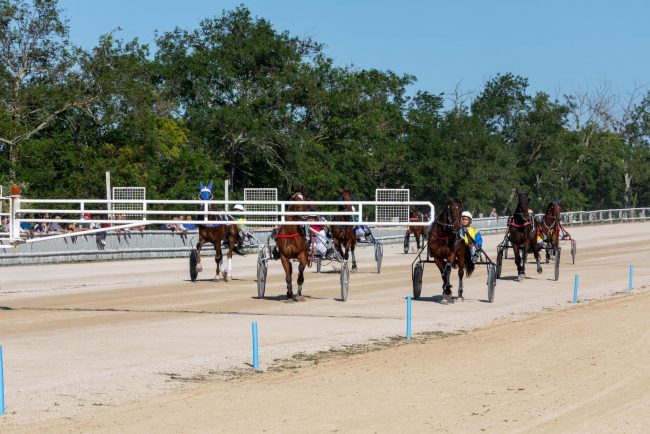 cavalli trotto ippodromo mori civitanova (1)