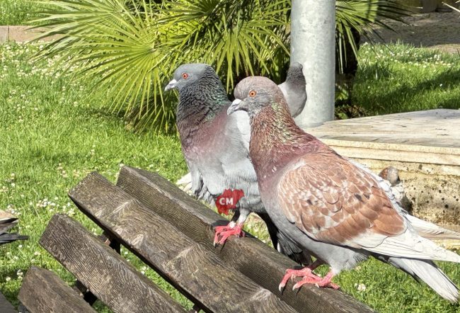 giardini sesto bruscantini di piazza xx settembre civitanova piccioni - archivio arkiv - FDM (8)