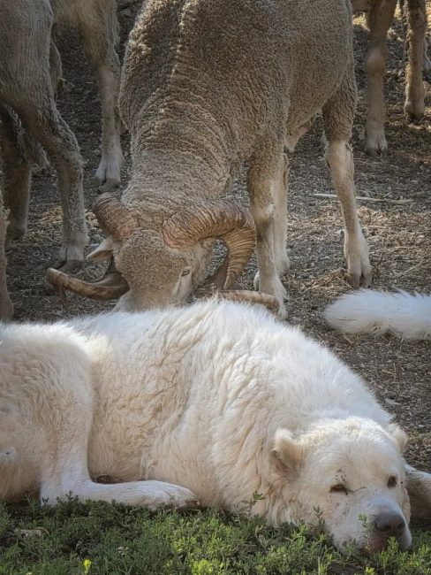 Pecore-sopravissane-Silvia-Bonomi-1-488x650