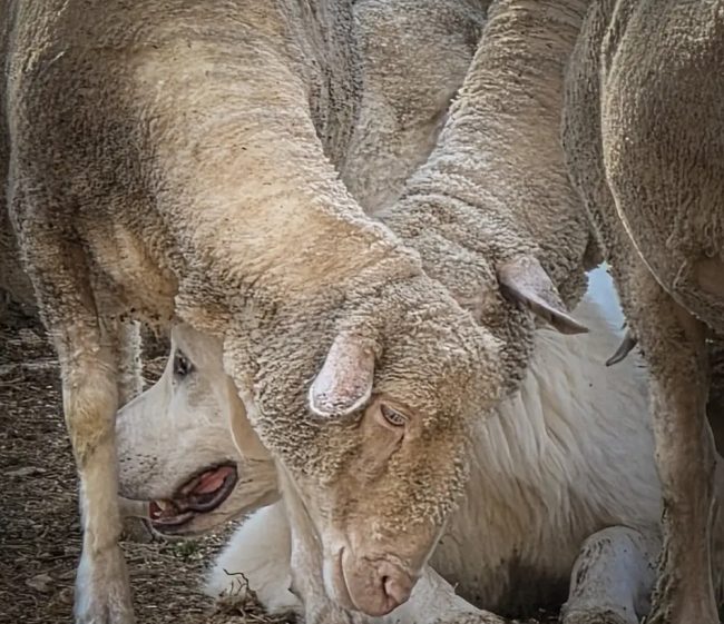 Pecore-sopravissane-Silvia-Bonomi-e1753810407693-650x561-1