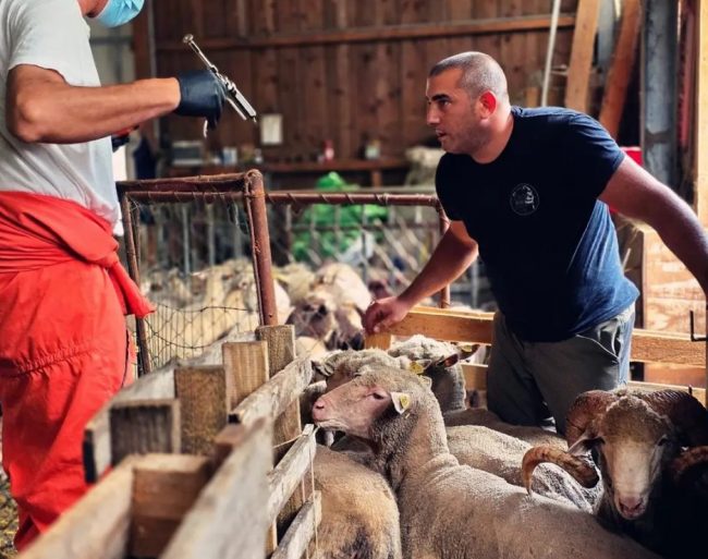 Vaccino-pecore-Silvia-Bonomi--e1753810463432-650x513