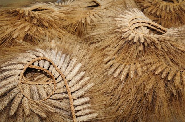 trecce-di-grano-per-il-Covo