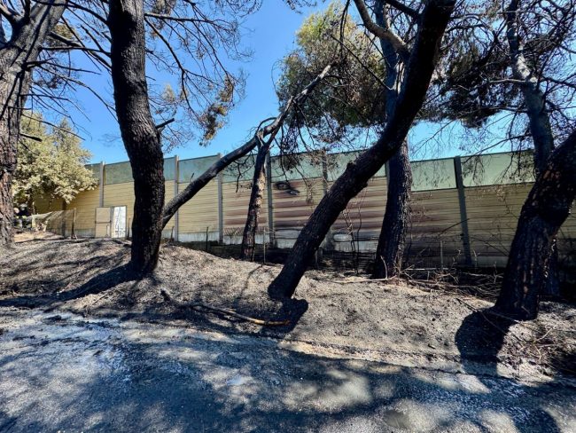 incendio-autostrada-alberi-via-doria-3-650x488