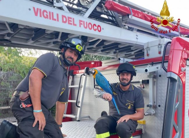 pappagallo-vigili-del-fuoco