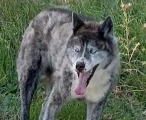 lupo-a-potenza-picena