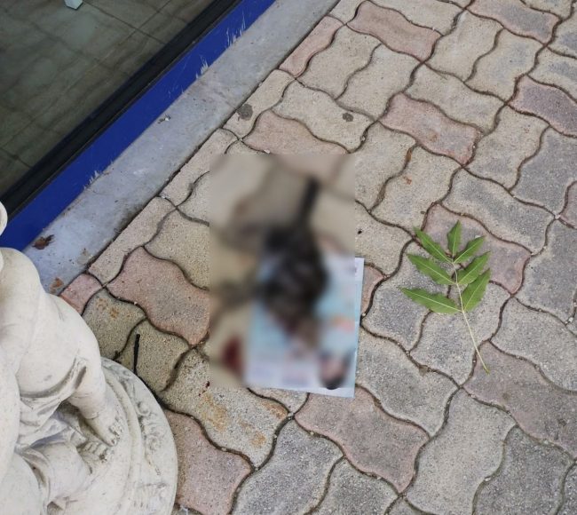 gatto-ucciso-tolentino_censored