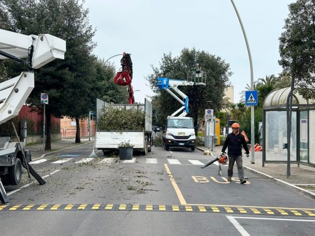 potature verde alberi