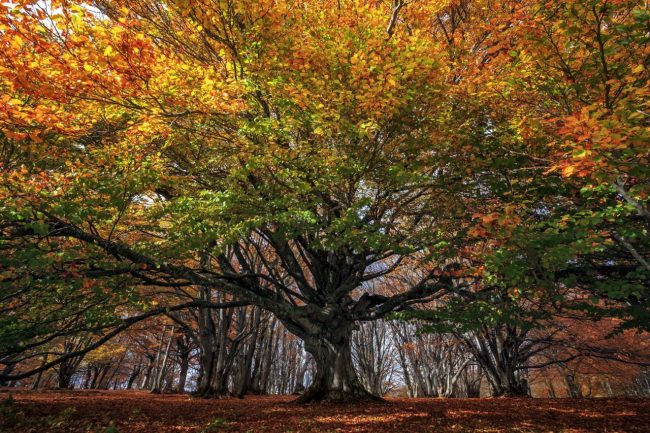 Foliage canfaito