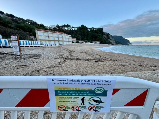 foca-monaca-2-650x488