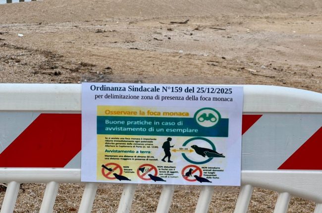 foca-monaca-8-650x431