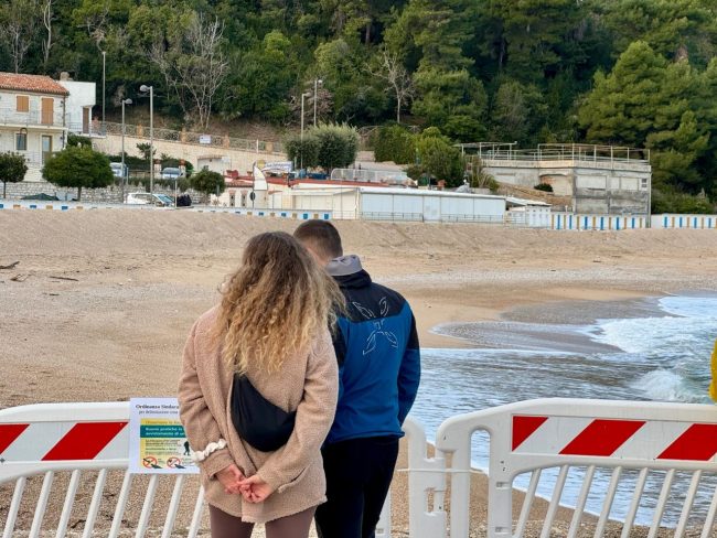 foca-monaca-9-650x488