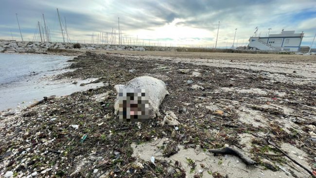 carcassa-delfino-civitanova-1_censored-650x366