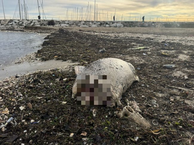 carcassa-delfino-civitanova-2_censored-650x488