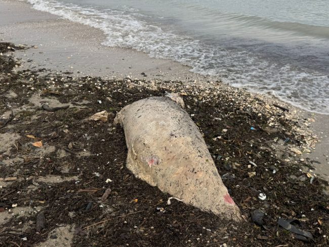 carcassa-delfino-civitanova-3-650x488