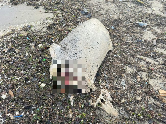 carcassa-delfino-civitanova-4_censored-650x488