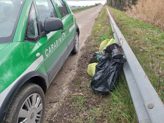 resti-cani-carcasse-1-650x488